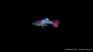 Leuchtend pinker Guppy Männlich mit auffälligen Flossen