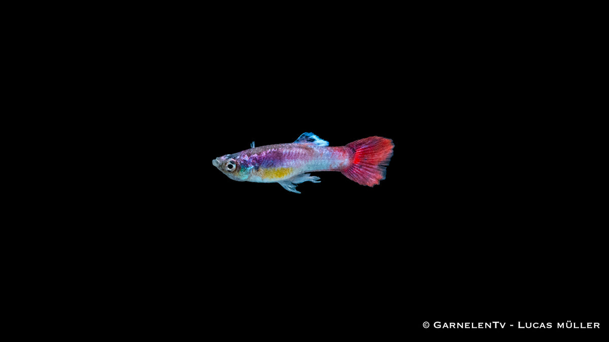 Farbintensiver Pink Guppy – Perfekt für Aquarien