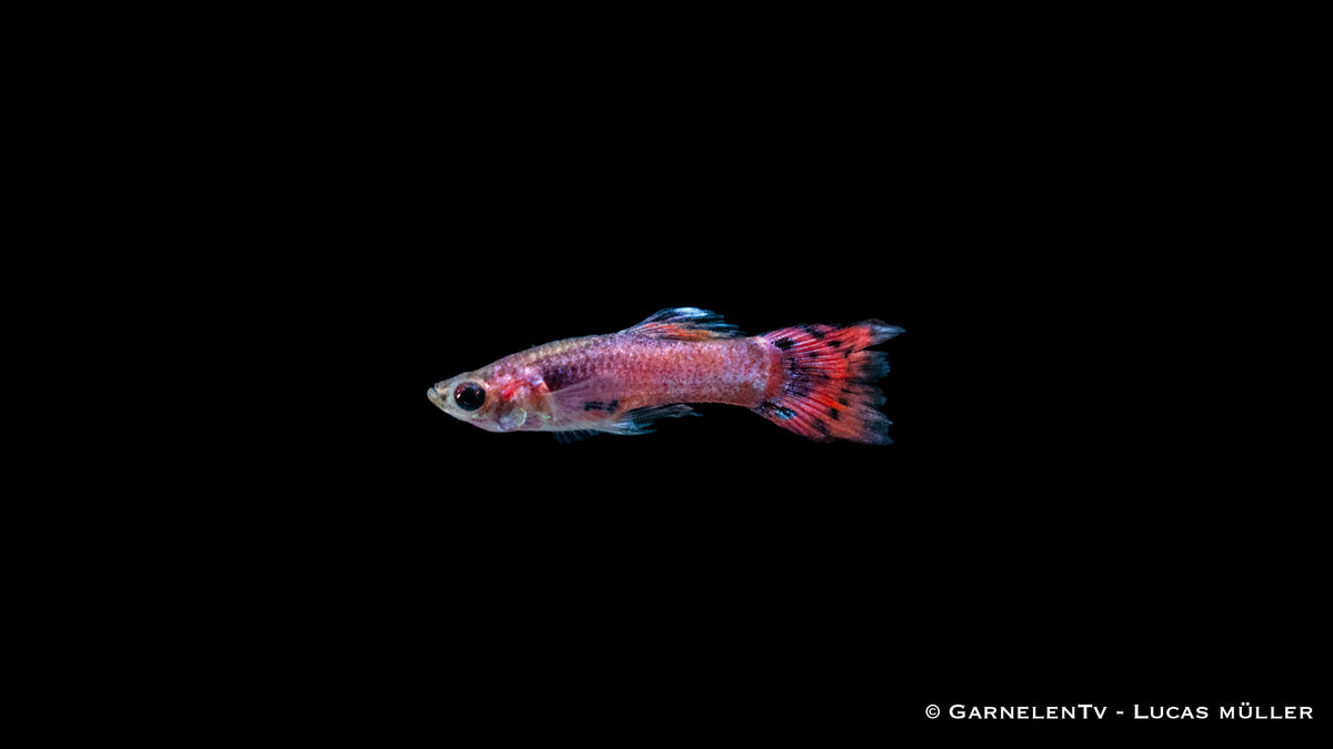 Nahaufnahme eines männlichen Poecilia reticulata in Pink