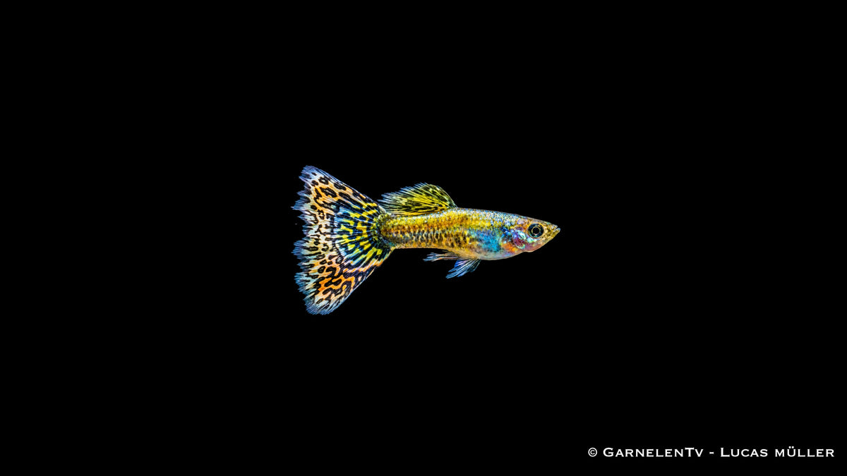 Guppy Mix männlich - Poecilia reticulata