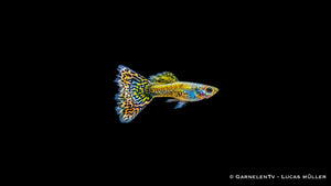Guppy Mix männlich - Poecilia reticulata