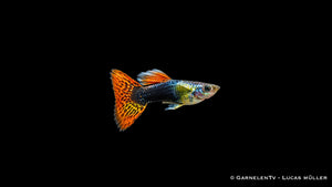 Guppy Mix männlich - Poecilia reticulata