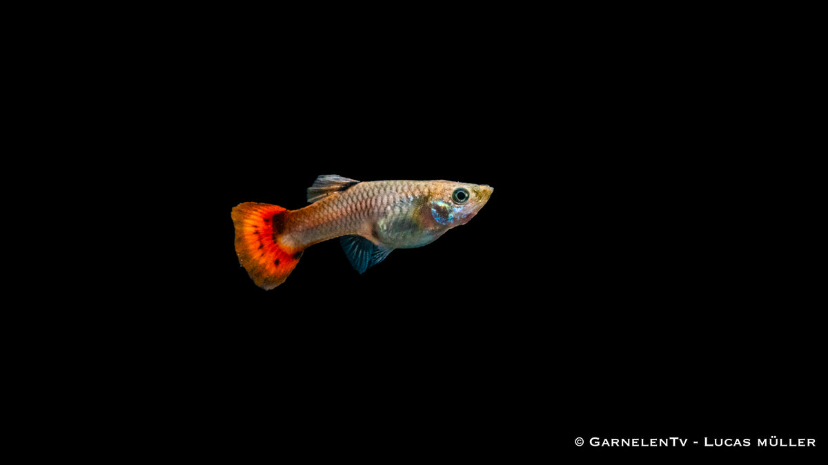 Guppy weiblich pink schwimmend im Aquarium