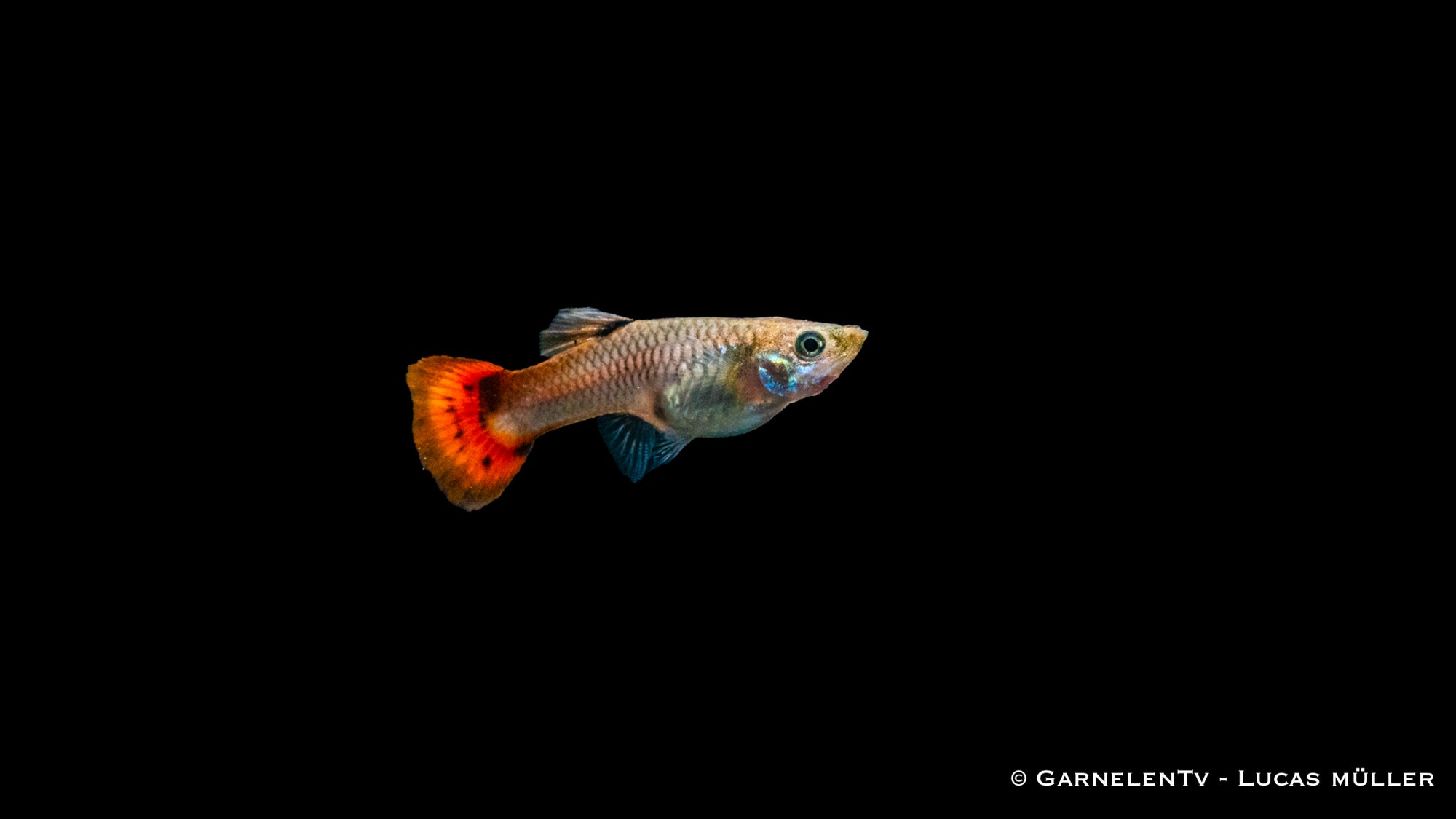 Guppy weiblich pink schwimmend im Aquarium