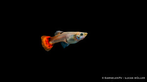 Guppy weiblich pink schwimmend im Aquarium