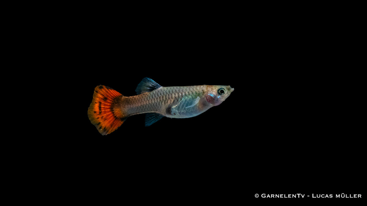 Guppy weiblich pink bei 24-28°C