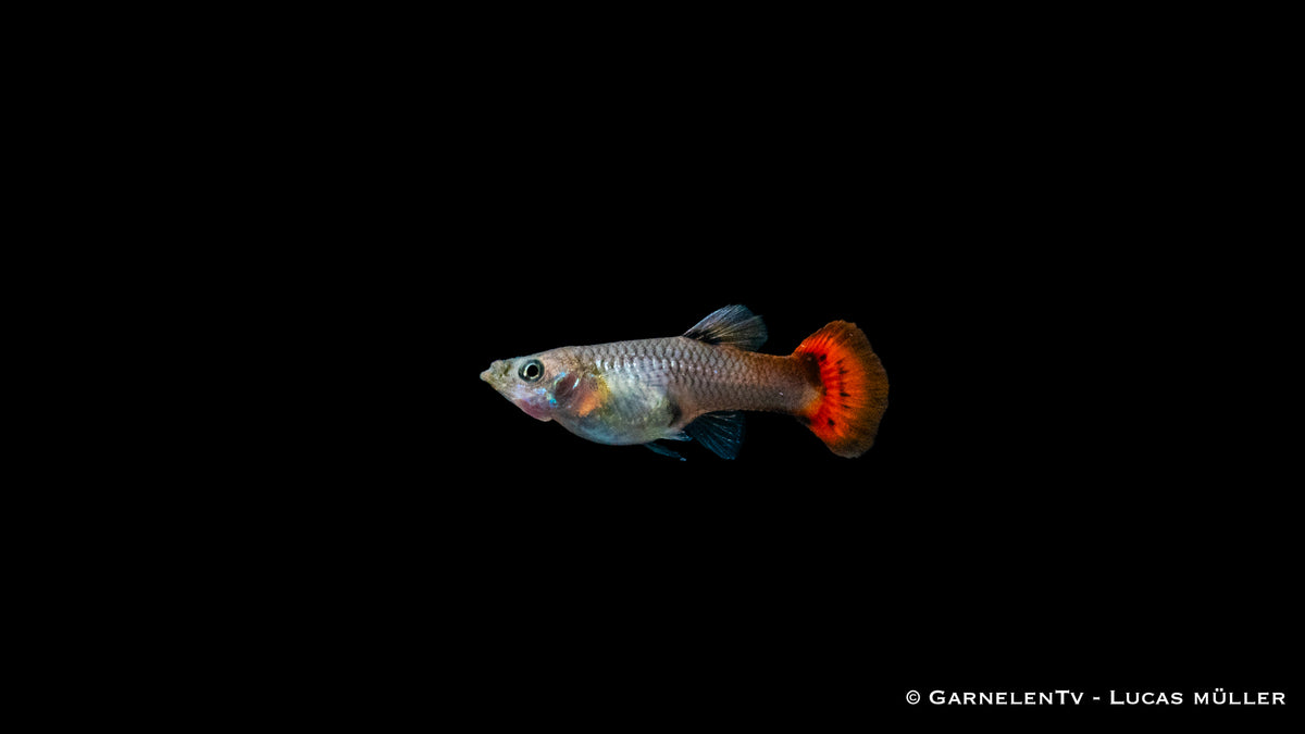 Schwarmfische Guppy weiblich pink
