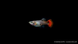 Schwarmfische Guppy weiblich pink