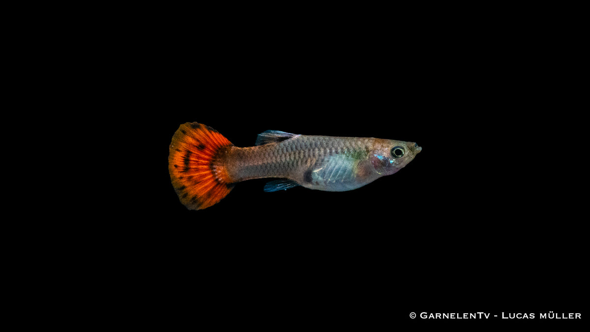 Guppy weiblich pink in Aquarienhaltung