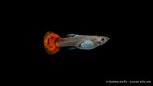 Guppy weiblich pink in Aquarienhaltung