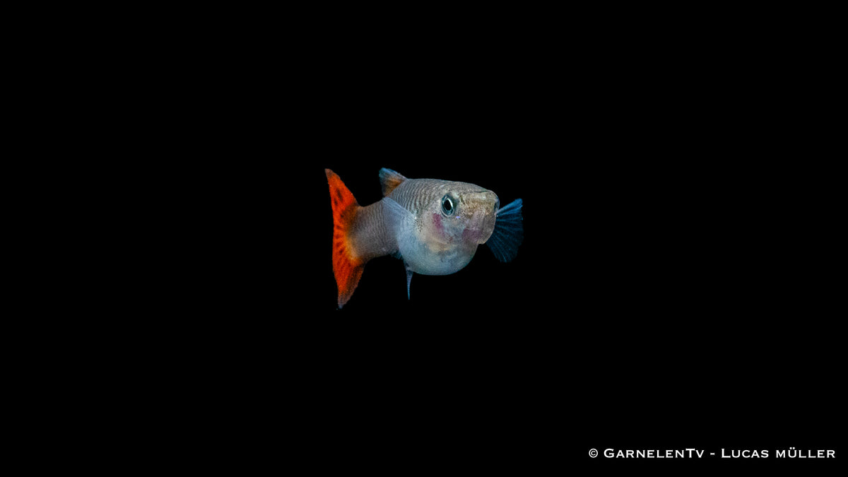 Poecilia reticulata Guppy weiblich pink