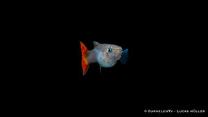Poecilia reticulata Guppy weiblich pink