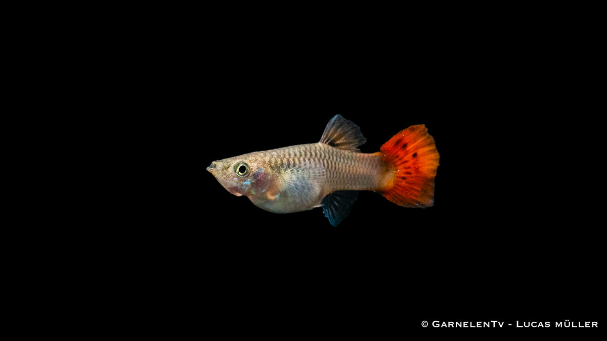 Guppy weiblich pink in Gruppenhaltung
