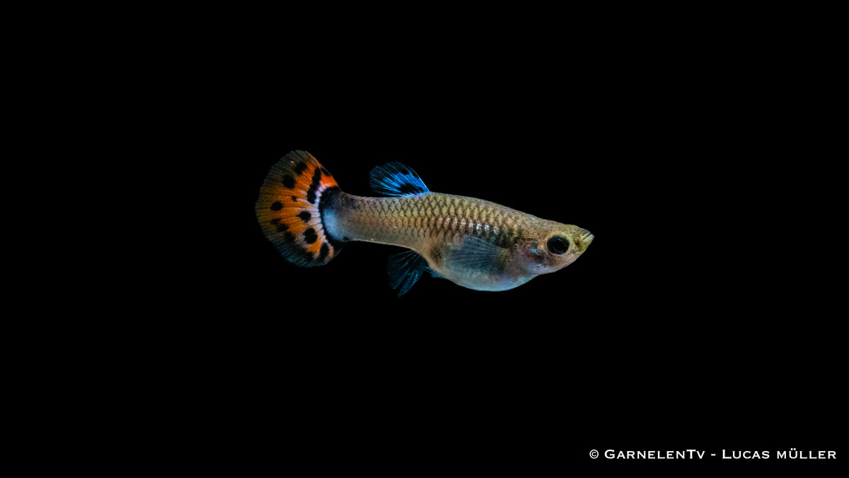Guppy Snakeskin Rot/Blau - Farbige Flossen und Muster