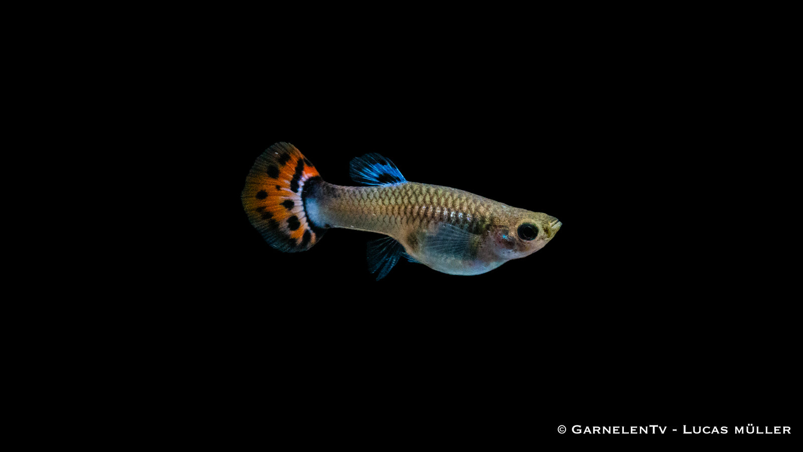 Guppy weiblich Snakeskin Rot/Blau Poecilia reticulata