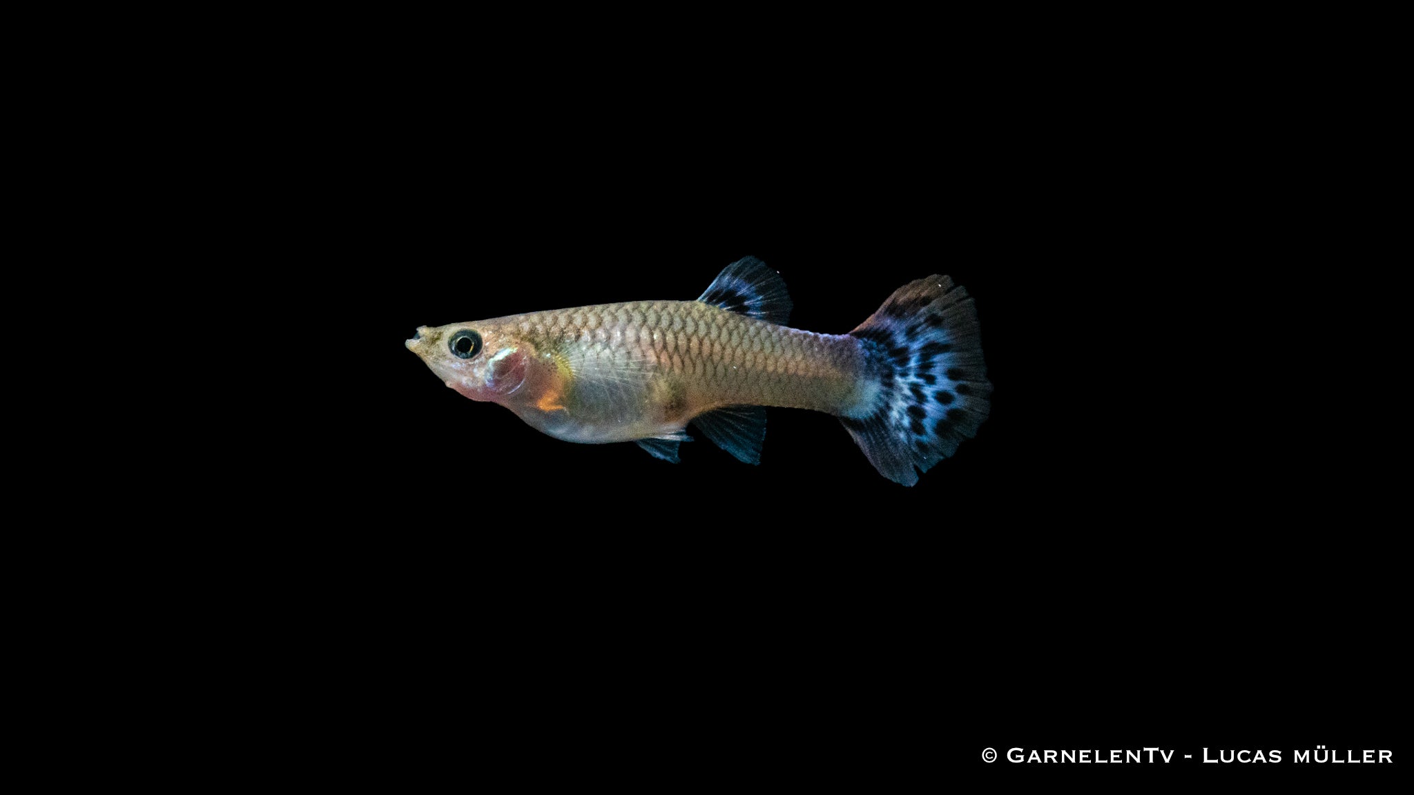 Guppy weiblich Snakeskin Rot/Blau -  Poecilia reticulata