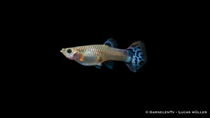 Poecilia reticulata Guppy für Gemeinschaftsaquarien