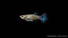 Guppy weiblich Snakeskin Rot/Blau -  Poecilia reticulata