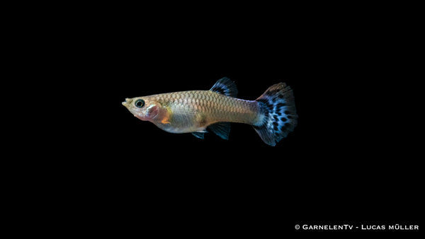 Guppy weiblich Snakeskin Rot/Blau -  Poecilia reticulata