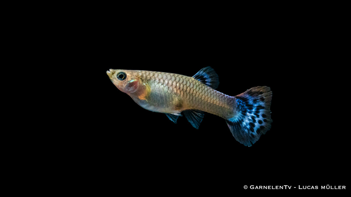 Guppy weiblich Snakeskin Rot/Blau in Aquarienumgebung
