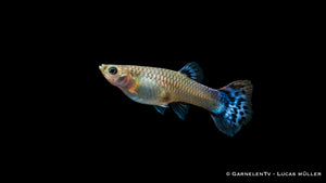 Guppy weiblich Snakeskin Rot/Blau in Aquarienumgebung
