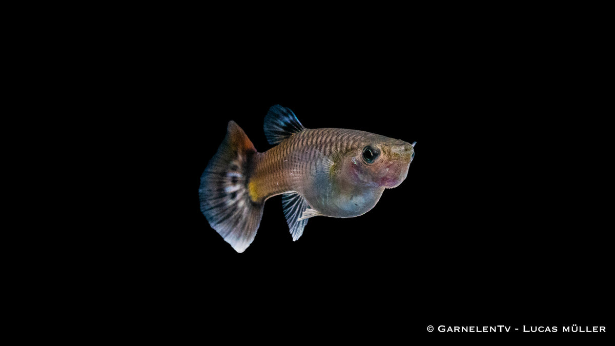 Farbiger Guppy weiblich Snakeskin Rot/Blau im Aquarium