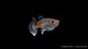 Guppy weiblich Snakeskin Rot/Blau -  Poecilia reticulata