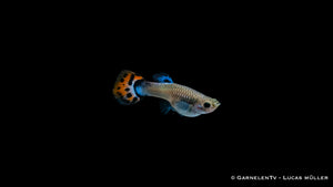 Guppy weiblich Snakeskin Rot/Blau Poecilia reticulata