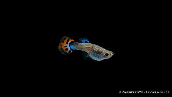 Guppy weiblich Snakeskin Rot/Blau -  Poecilia reticulata