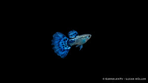 Guppy Snakeskin Blau Männchen - Poecilia reticulata