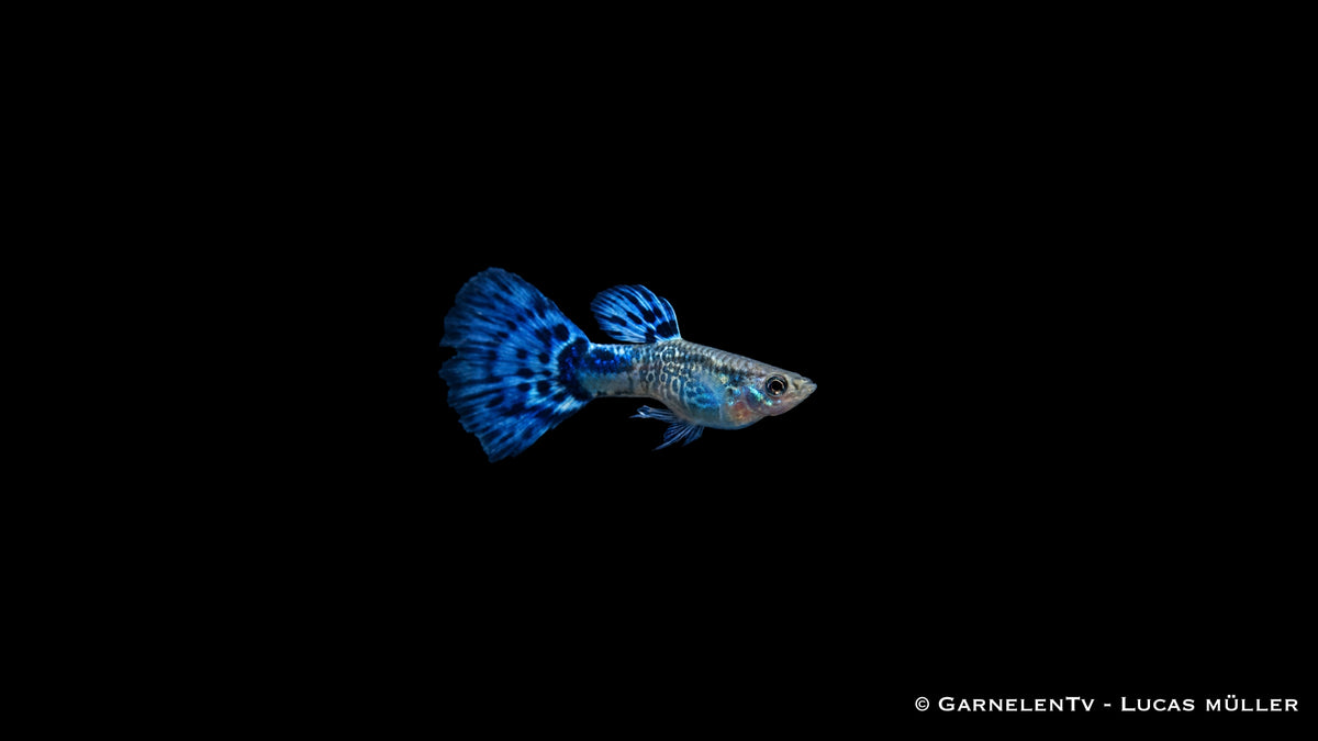 Guppy Snakeskin Blau Männchen - Poecilia reticulata