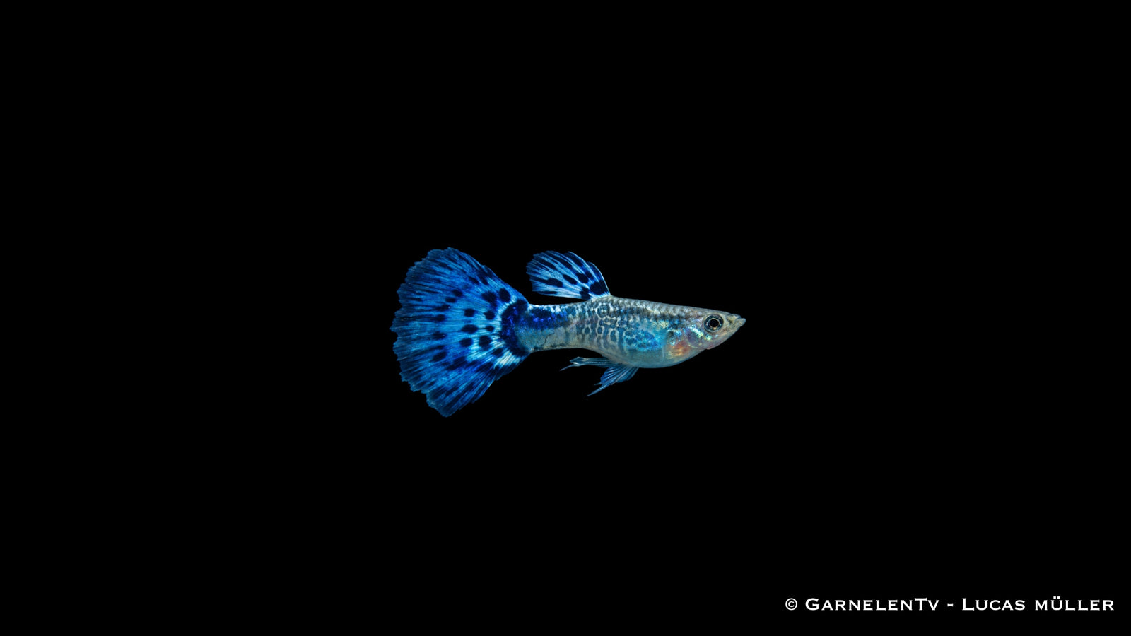 Guppy Snakeskin Blau Männchen - Poecilia reticulata