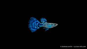 Guppy Snakeskin Blau Männchen - Poecilia reticulata