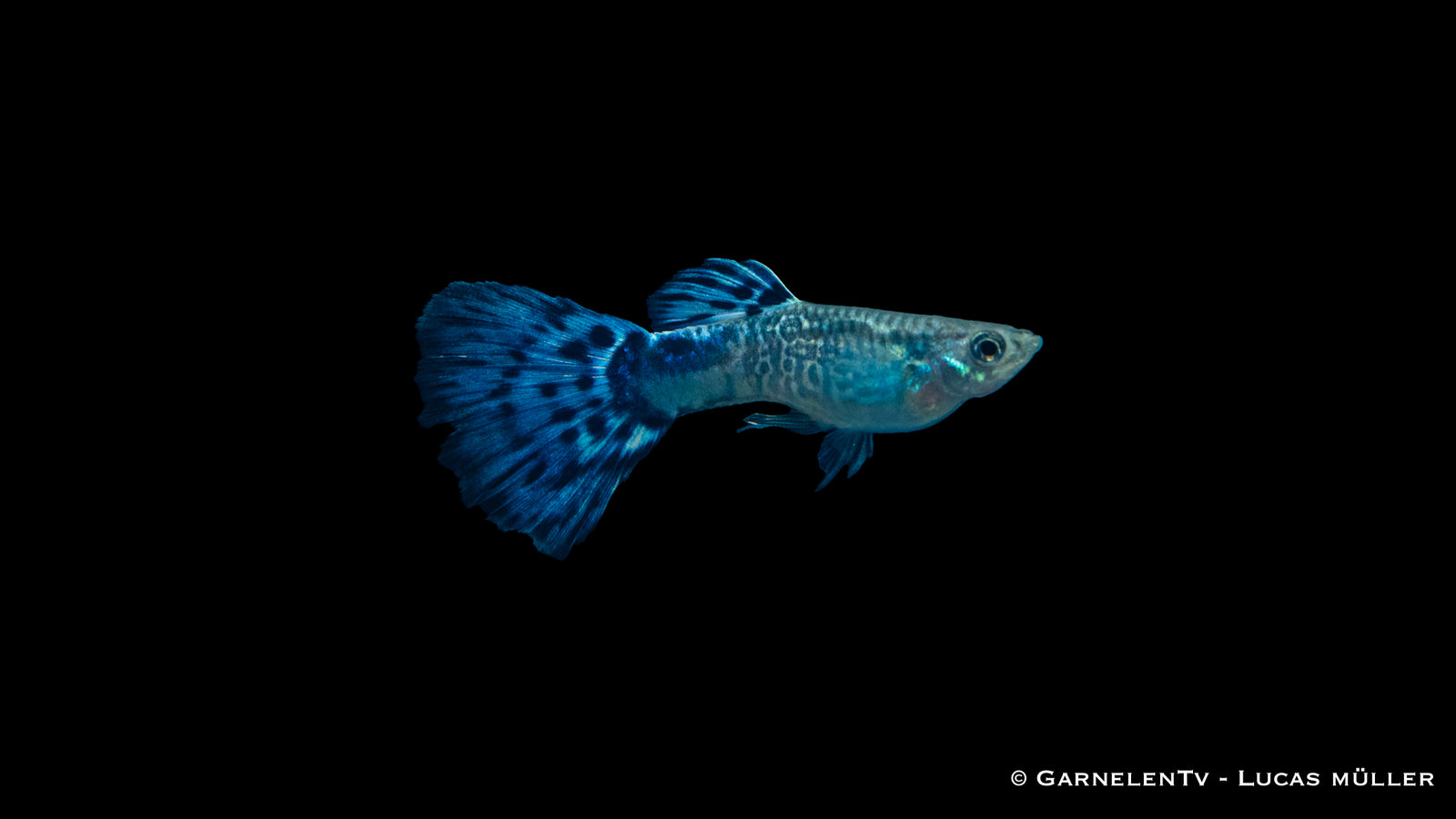 Guppy Snakeskin Blau Männchen – Poecilia reticulata im Aquarium