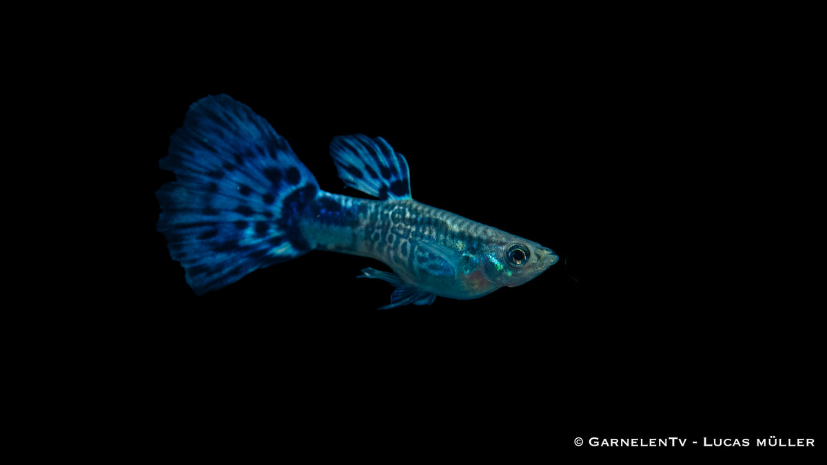 Blauer Snakeskin Guppy Männchen – farbenfroher Zierfisch