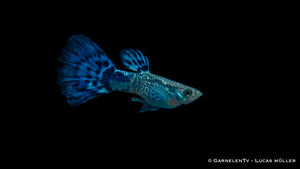 Blauer Snakeskin Guppy Männchen – farbenfroher Zierfisch