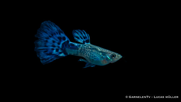 Guppy Snakeskin Blau Männchen - Poecilia reticulata