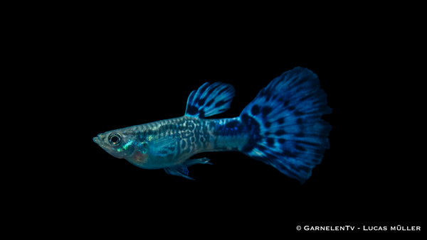 Guppy Snakeskin Blau Männchen - Poecilia reticulata