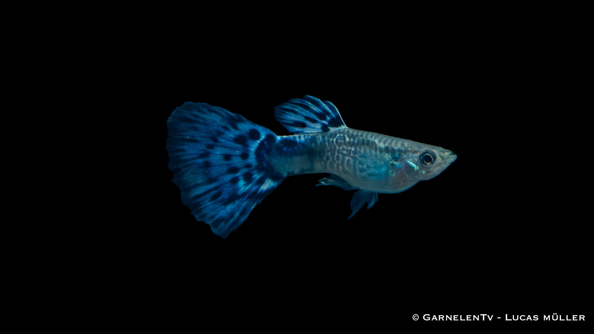 Guppy Snakeskin Blau Männchen - Poecilia reticulata