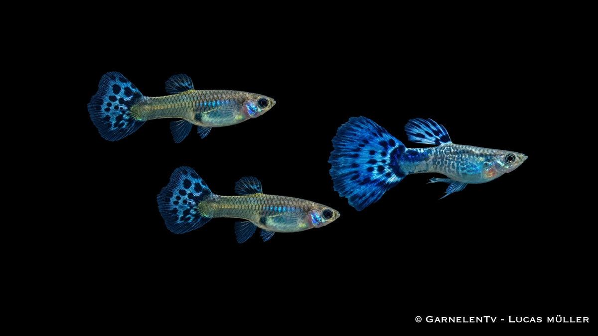 Guppy Snakeskin Blau Trio - 1 Männchen + 2 Weibchen - Poecilia reticulata