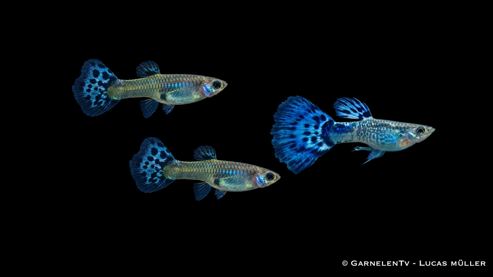 Guppy Snakeskin Blau Trio - 1 Männchen + 2 Weibchen - Poecilia reticulata