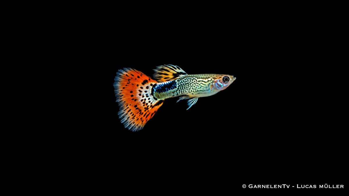 Guppy Snakeskin Rot Männchen - Poecilia reticulata