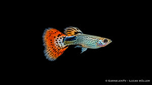 Guppy Snakeskin Rot Männchen - Poecilia reticulata