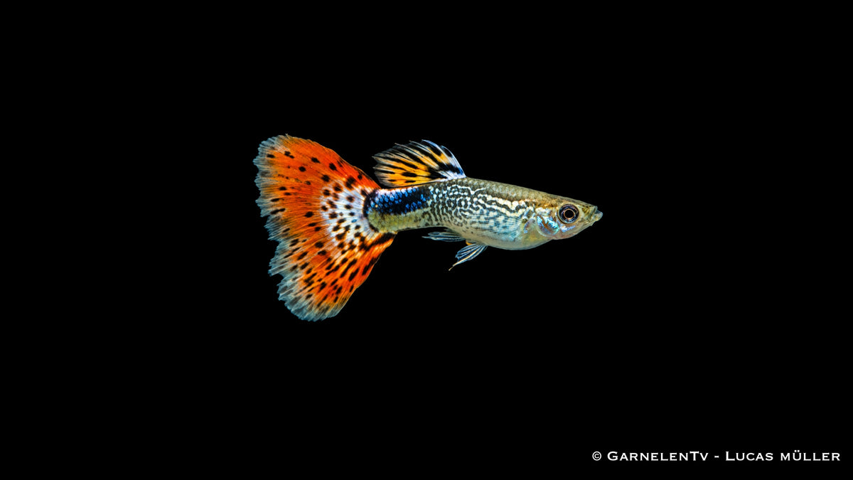 Guppy Snakeskin Rot Männchen - Poecilia reticulata