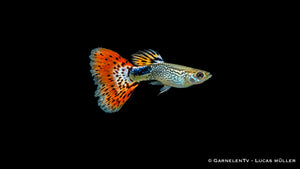 Guppy Snakeskin Rot Männchen - Poecilia reticulata