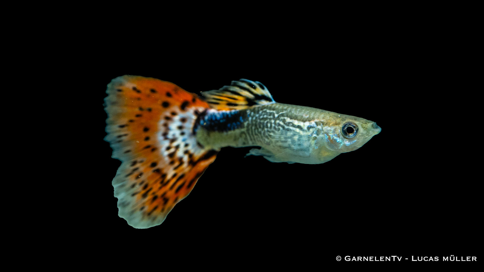 Guppy Snakeskin Rot Männchen – Poecilia reticulata im Aquarium