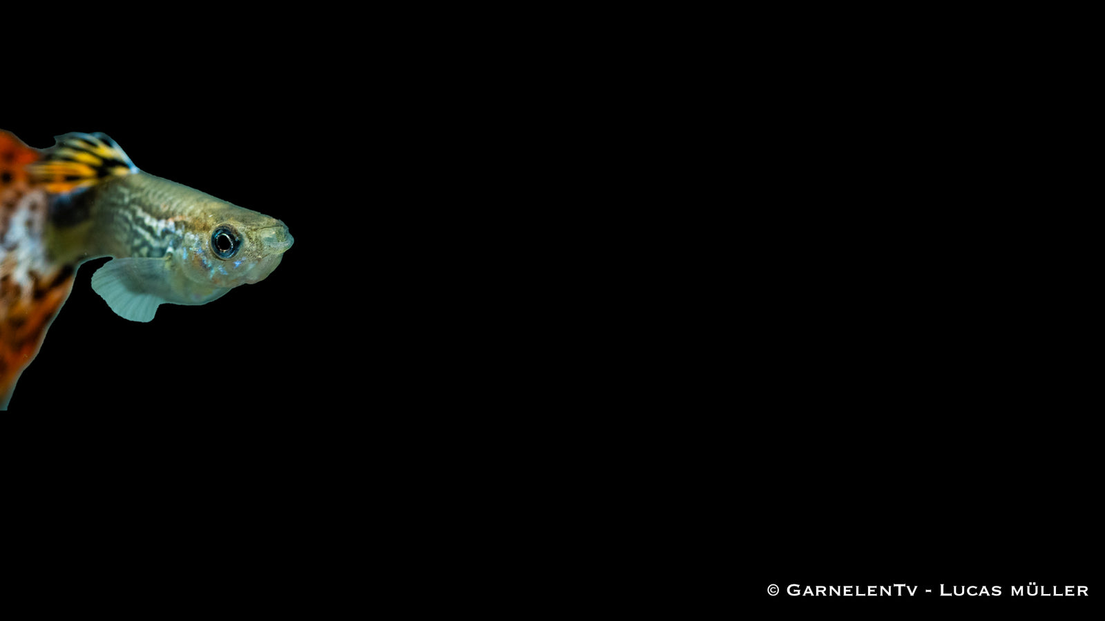 Guppy Snakeskin Rot Männchen – Poecilia reticulata im Aquarium