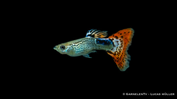 Guppy Snakeskin Rot Männchen - Poecilia reticulata