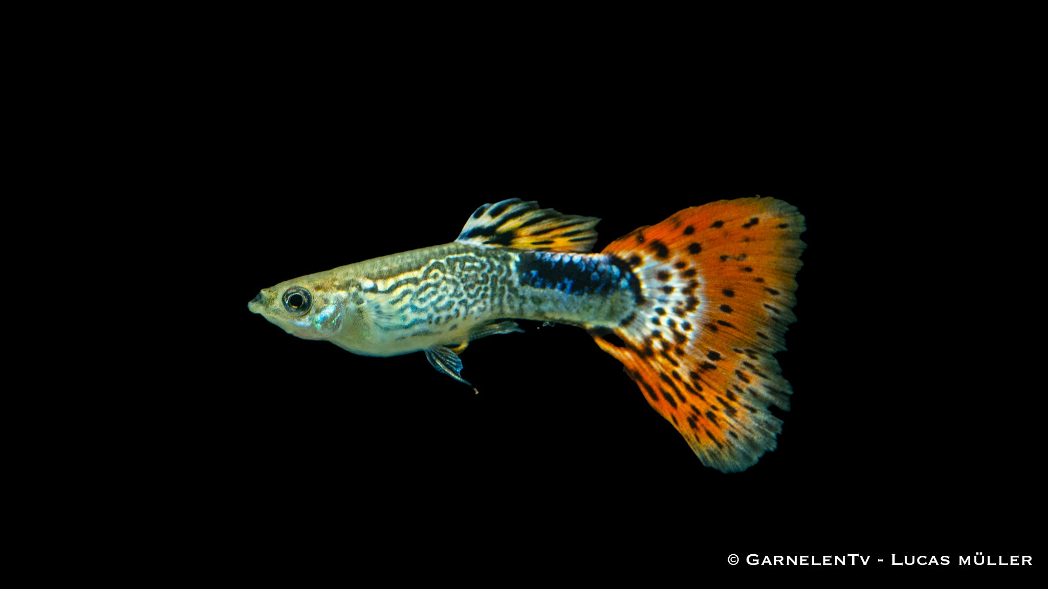 Guppy Snakeskin Rot Männchen - Poecilia reticulata