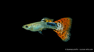 Guppy Snakeskin Rot Männchen – Haltung, Futter & Wasserwerte